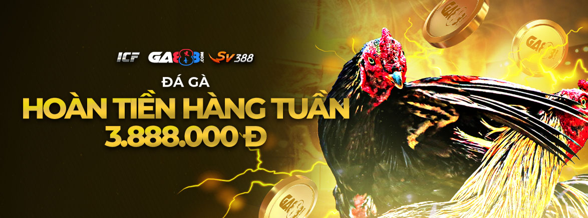 Đá gà Hoàn tiền hàng tuần 3.888.000 đ