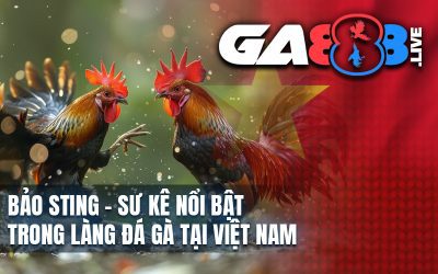 Bảo Sting – Sư Kê Nổi Bật Trong Làng Đá Gà Tại Việt Nam