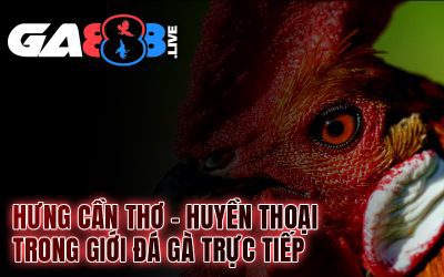 Hưng Cần Thơ – Huyền Thoại Trong Giới Đá Gà Trực Tiếp