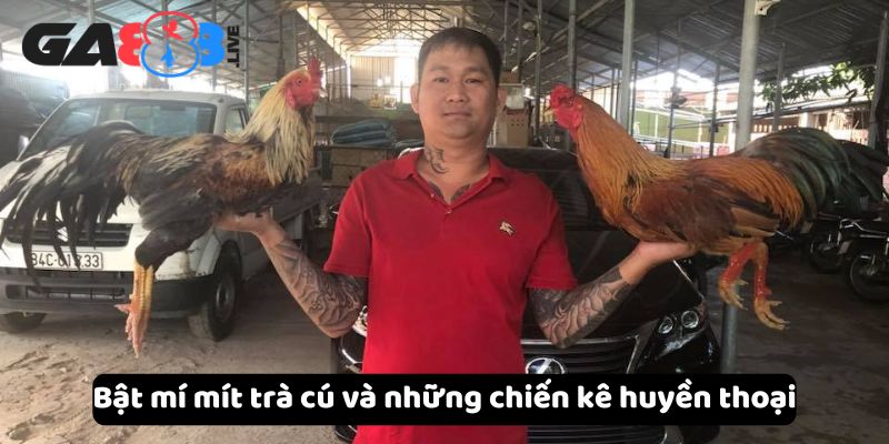 Bật mí mít trà cú và những chiến kê huyền thoại