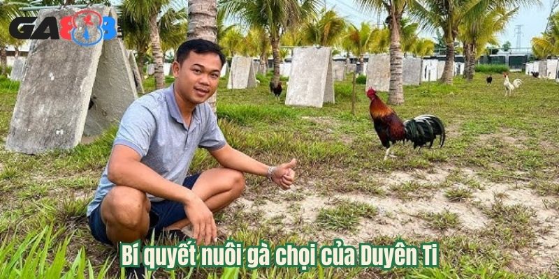 Bí quyết nuôi gà chọi của Duyên Ti