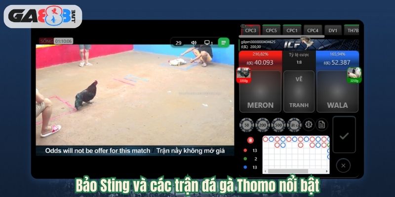 Bảo Sting và các trận đá gà Thomo nổi bật