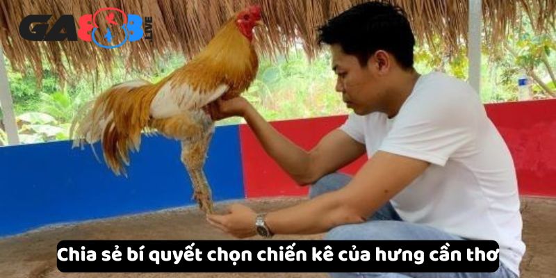 Chia sẻ bí quyết chọn chiến kê của hưng cần thơ