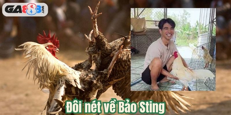 Đôi nét về Bảo Sting